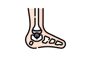 Ankle Image