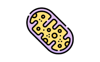 Mitochondria Image