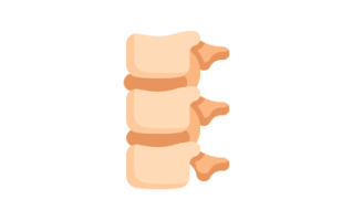 Spine Image