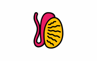 Testis Image